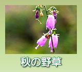 秋の野草