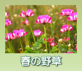 春の野草