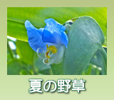 夏の野草