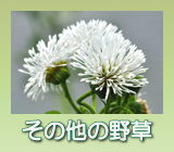 その他の野草