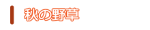秋の野草