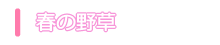 春の野草
