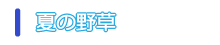 夏の野草